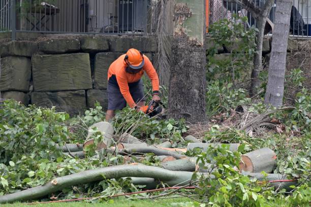 How Our Tree Care Process Works  in  Pendleton, IN